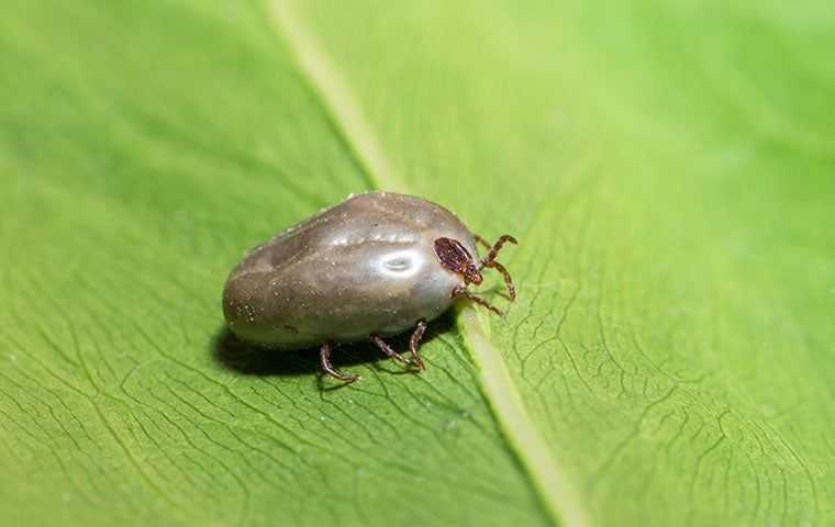 Pest Library Backyard Pests